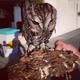 Illustration for article titled This Blind Screech Owl Has Eyes That Are Impossible To Believe